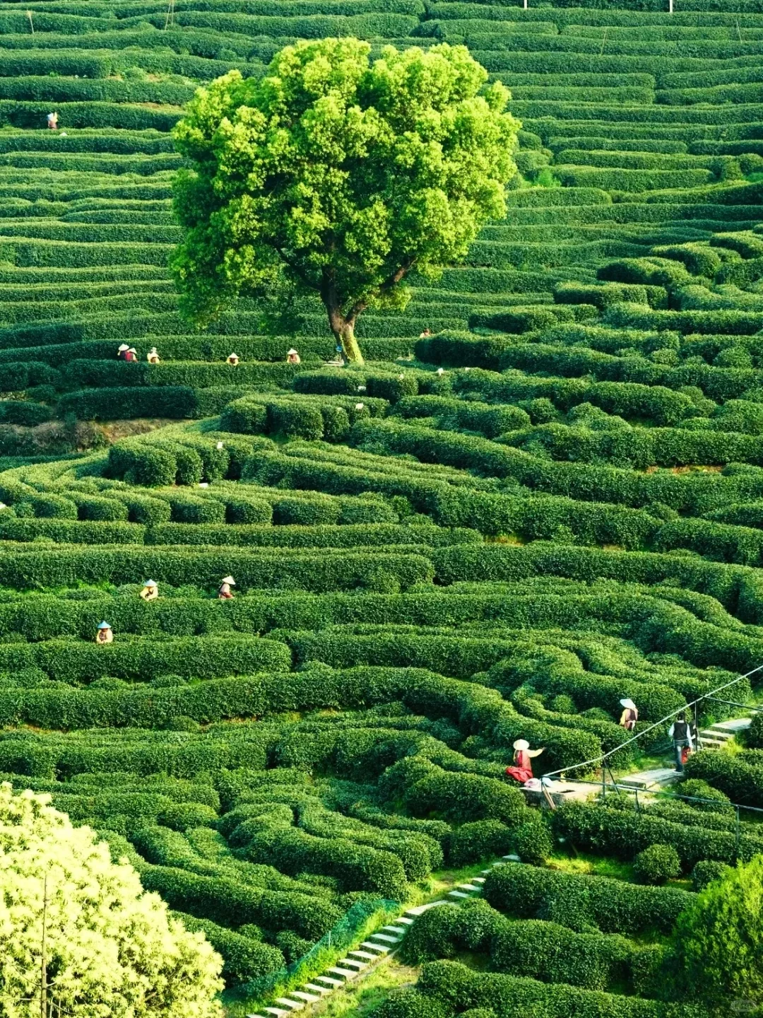 Day 4 | Xixinan: Artisanal Heritage and Sylvan Serenity