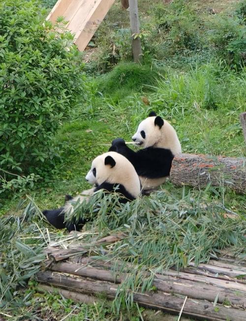 Day 2 | Chengdu: Gentle Giants and Urban Chic