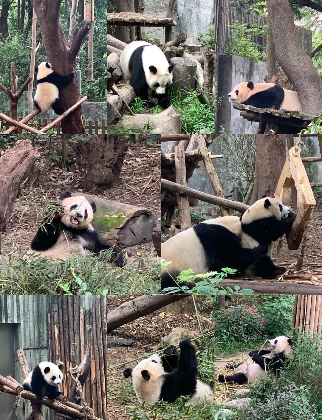Chengdu: Giant Pandas and Teahouse Traditions