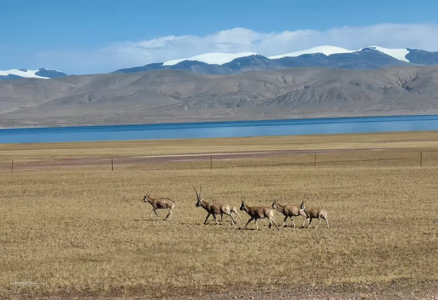 Hoh Xil Nature Reserve and Qinghai Lake along the World's Highest Railway — Korascale Tibet Travel Planning 2026.