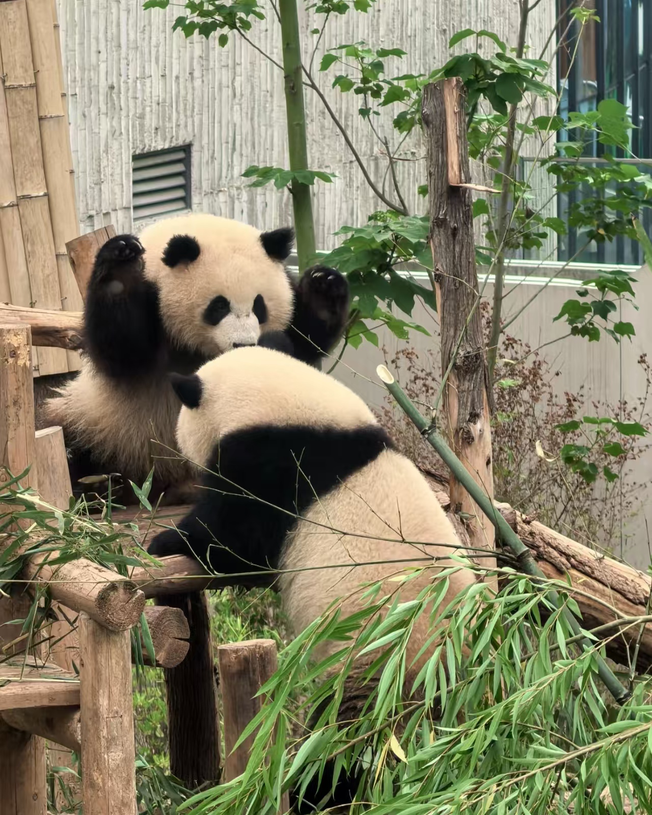 Giant Panda Base Chengdu and Chengdu Panda Breeding — Korascale private morning panda experience Bespoke Travel China.